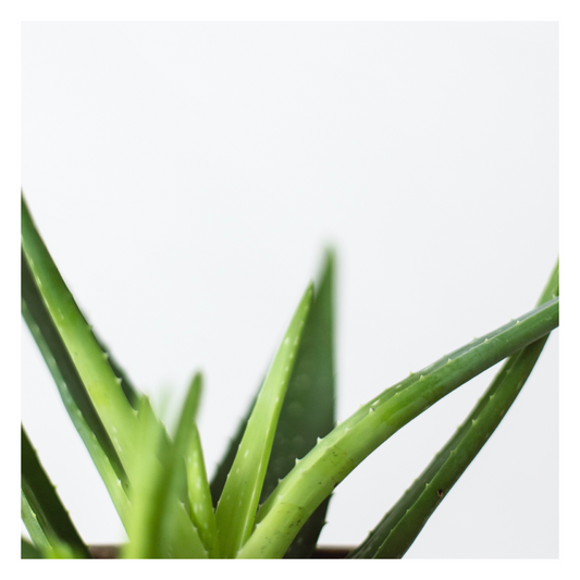 Aloe-vera. Your natural toner’s secret power!